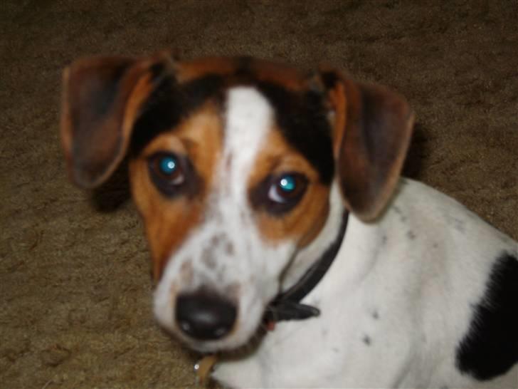 Dansk svensk gaardhund Minnie <3 - et billed fra da hun var yngre :) billede 8