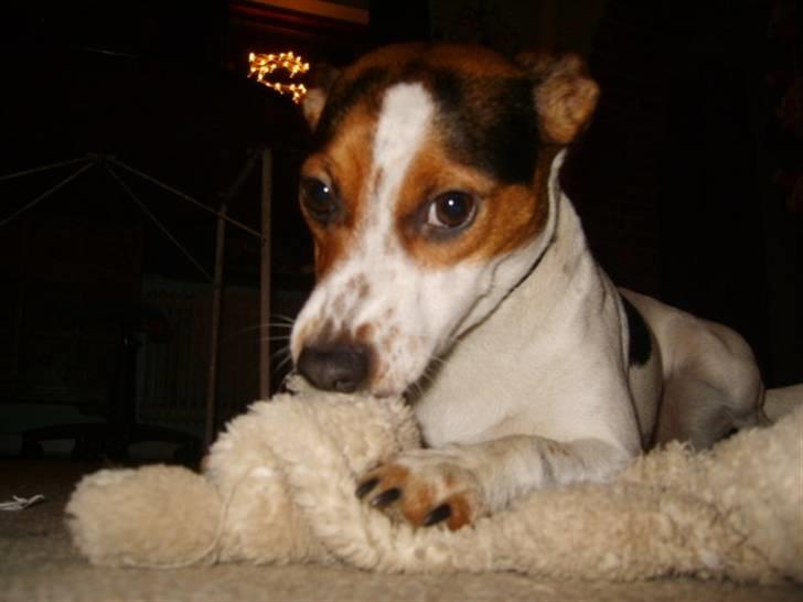 Dansk svensk gaardhund Minnie <3 - legetid xD billede 9