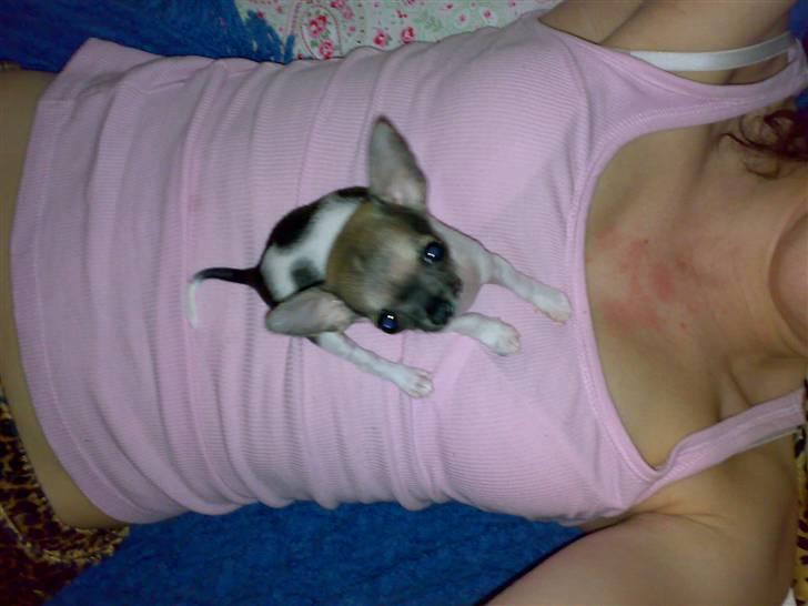 Chihuahua Tufsan - Her er jeg på min moar aftenen jeg flyttede til hene. 10 uger og allerede en kaempe-stor hund! billede 19