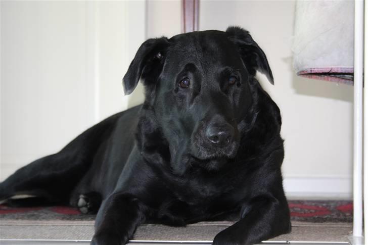 Labrador retriever Tiki - er dronning over huset :D her har hun udsigten over hele huset over ved mormor og morfar :D billede 1