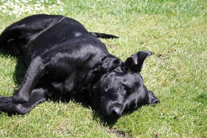 Labrador retriever Tiki - Tiki der tager sig en lur billede 2