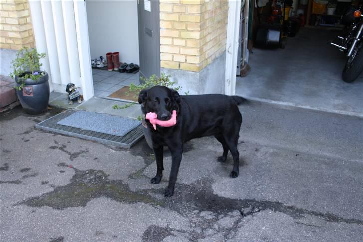 Labrador retriever Tiki - Skulle lige ud og se hvem der kom hjem. det var morfar på motorcyklen :D billede 3