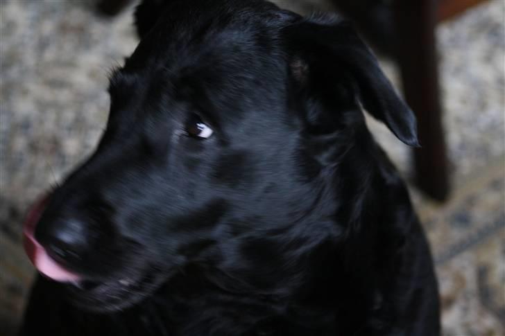 Labrador retriever Tiki - Var der nogen der sagde mad??? billede 4