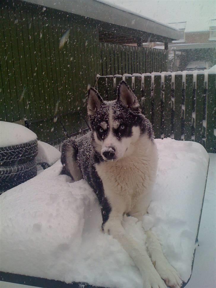 Siberian husky Akita - Her lå Akita i de tre måneder der var sne.. :) billede 1