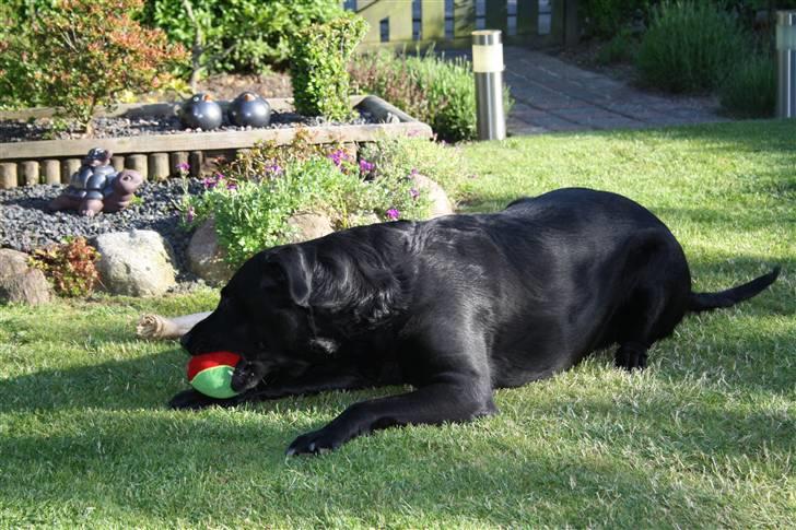 Labrador retriever Tiki - den bold er bare mit yngligs legetøj :D billede 5