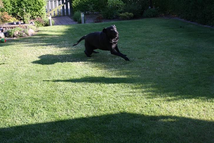 Labrador retriever Tiki - Vi kan da godt lige tage en runde mere til ære for fotografen :D billede 6