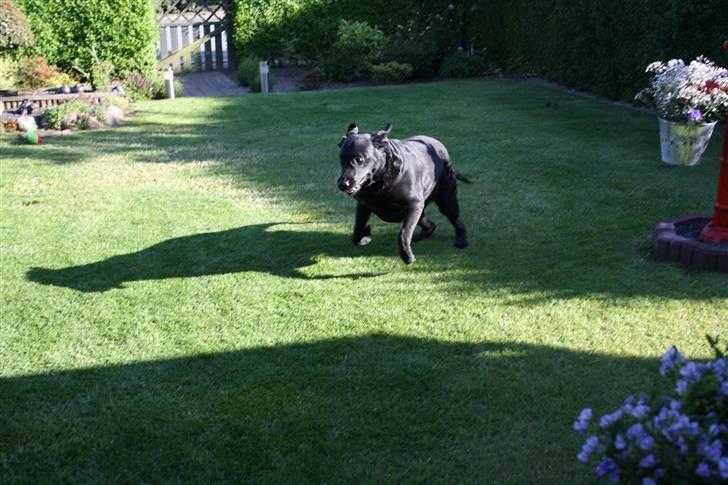Labrador retriever Tiki - Så her er den sidste runde :D billede 7