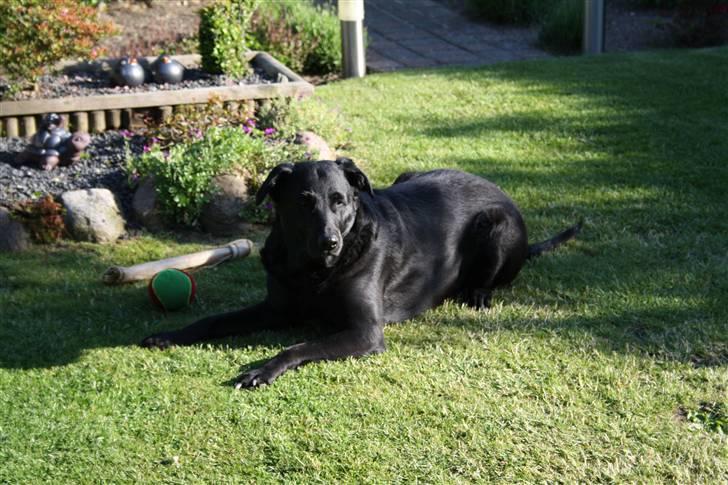 Labrador retriever Tiki - Nu holder vi altså lige en pause :) billede 8