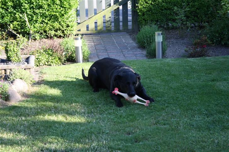Labrador retriever Tiki - her er hun med kyllerylle :D billede 9