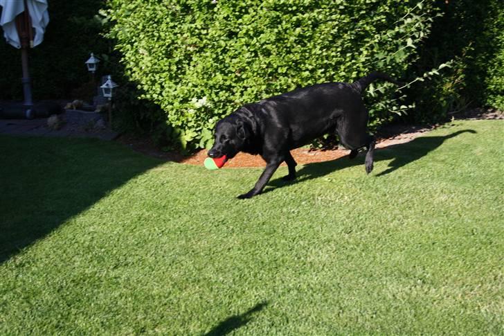 Labrador retriever Tiki billede 10