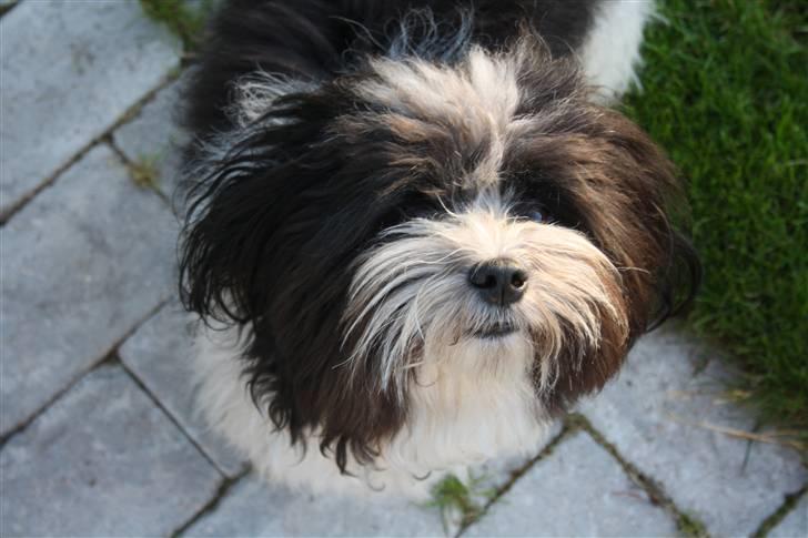 Bichon havanais Madame Stub´s Sir Arthur billede 1