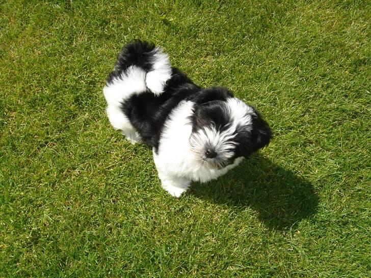 Bichon havanais Madame Stub´s Sir Arthur - Arthur som hvalp ca 9 uger billede 2