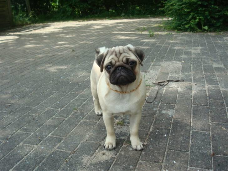 Mops Diva billede 16