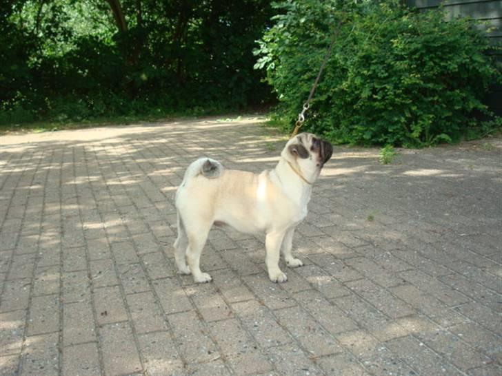 Mops Diva billede 17