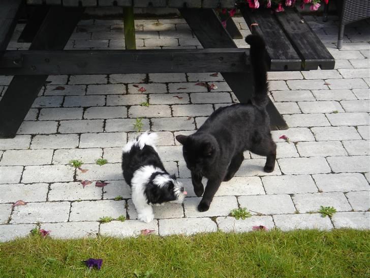 Bichon havanais Madame Stub´s Sir Arthur - Jeg rækker lige tunge af katten :b billede 3