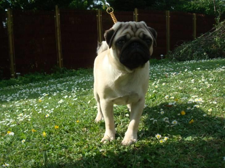 Mops Diva billede 18