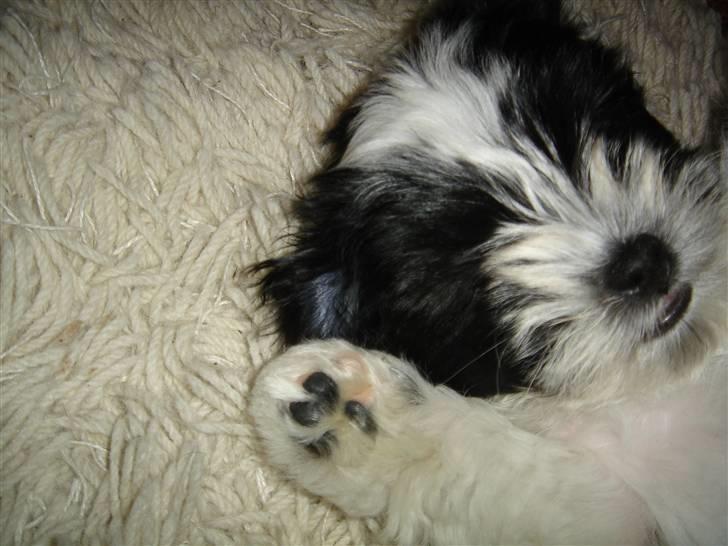 Bichon havanais Madame Stub´s Sir Arthur - Giver du et kram? billede 4