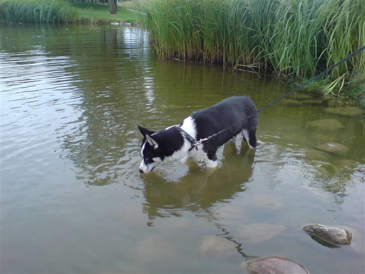 Siberian husky Akita billede 5