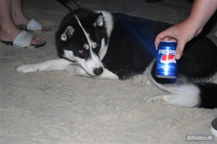 Siberian husky Akita - Reklamehund for Pepsi ;-) billede 10