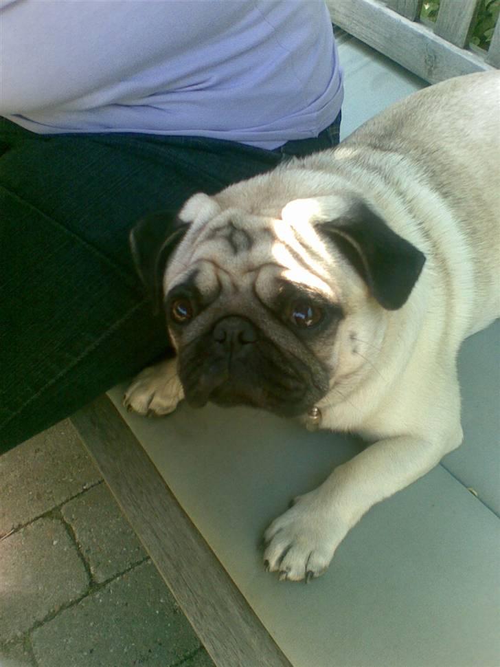 Mops Lucca billede 3