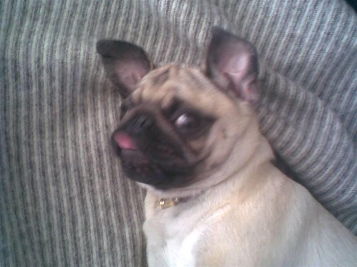 Mops Lucca billede 17