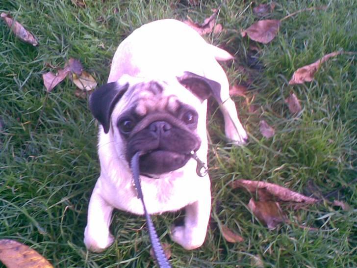 Mops Lucca billede 1