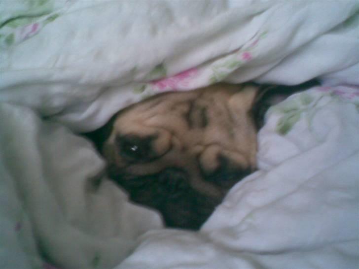 Mops Lucca billede 18