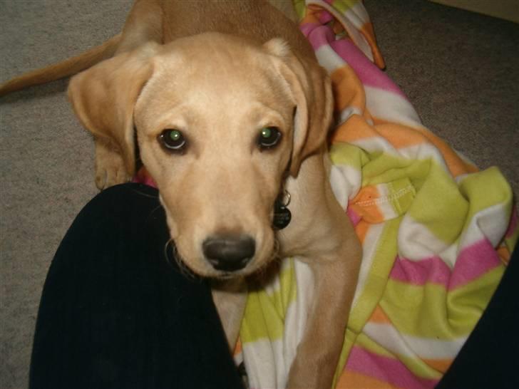 Labrador retriever Buster billede 6