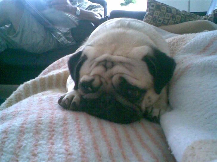 Mops Lucca billede 19