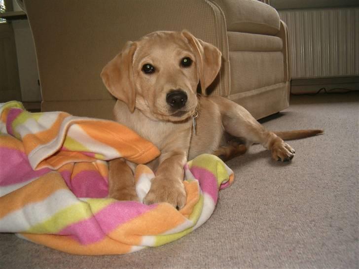 Labrador retriever Buster billede 7