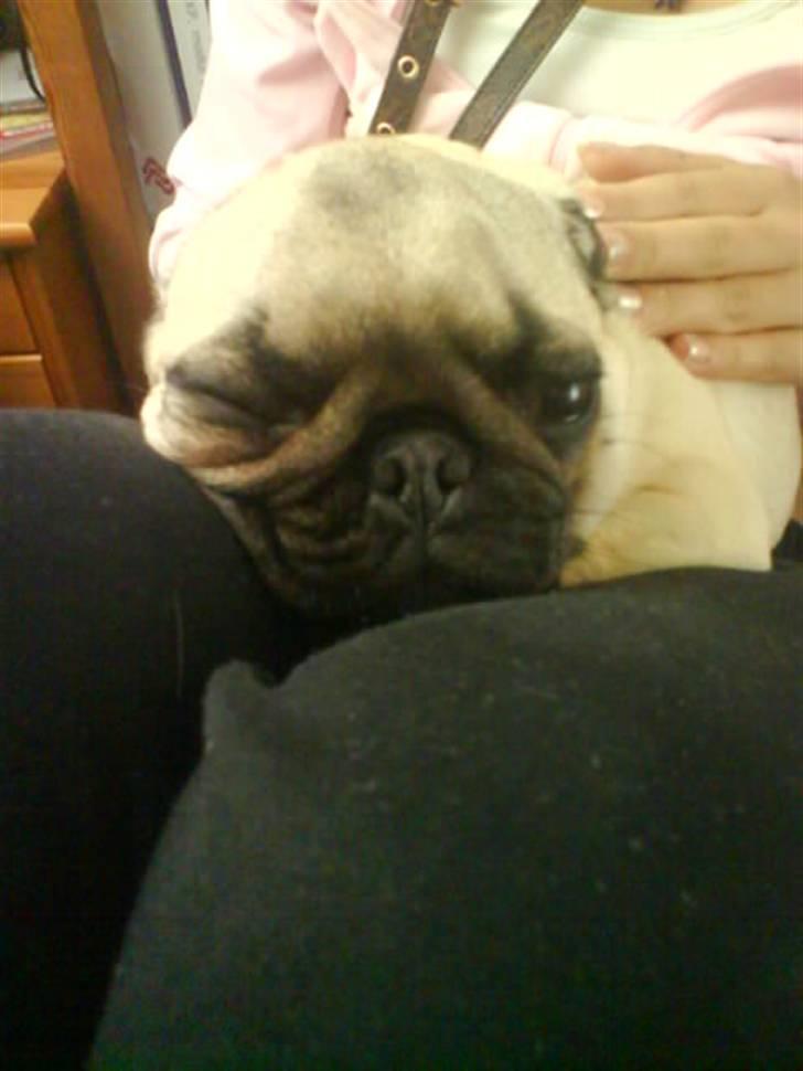 Mops Lucca billede 20
