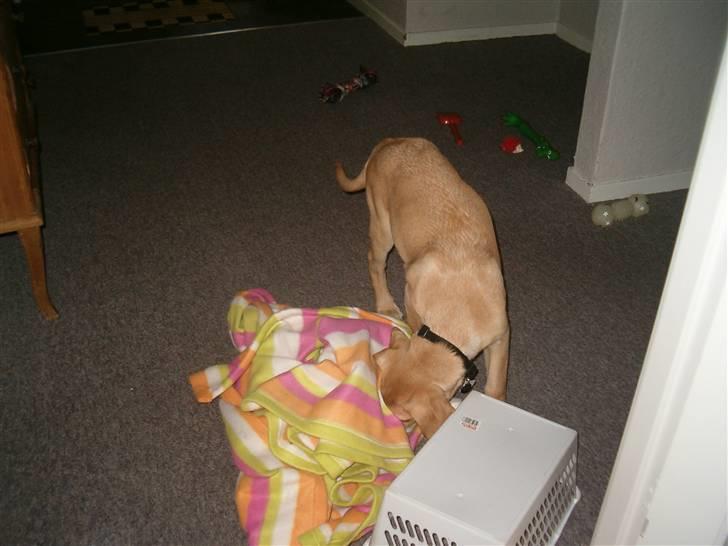 Labrador retriever Buster billede 8