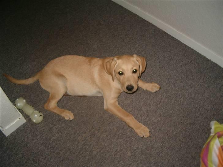 Labrador retriever Buster billede 9