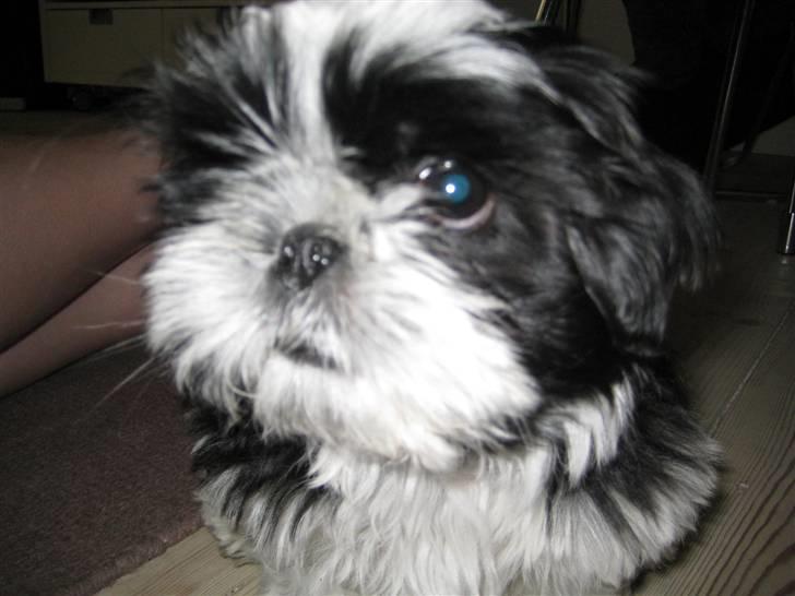 Shih tzu Kalle billede 12