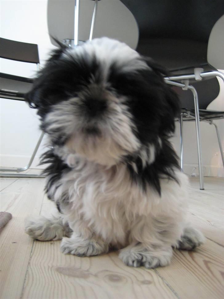 Shih tzu Kalle - Papparazzi igen.... Hmmm... billede 13