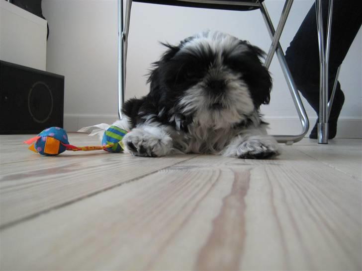 Shih tzu Kalle billede 14