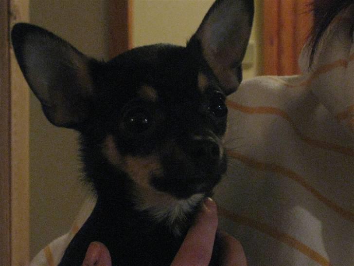 Chihuahua Ami billede 7