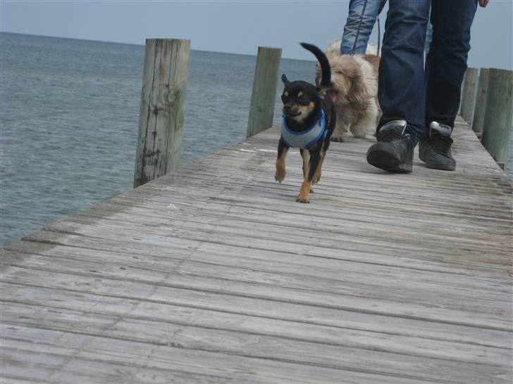 Chihuahua Ami - her løber jeg på badebroen :) billede 8