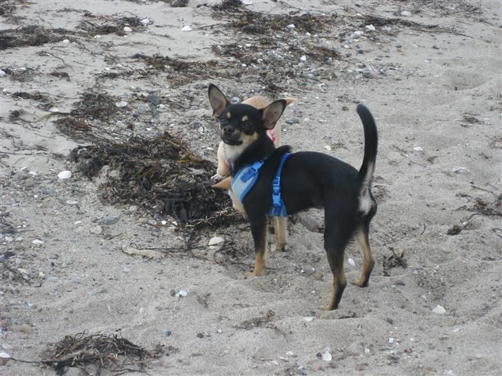 Chihuahua Ami billede 9