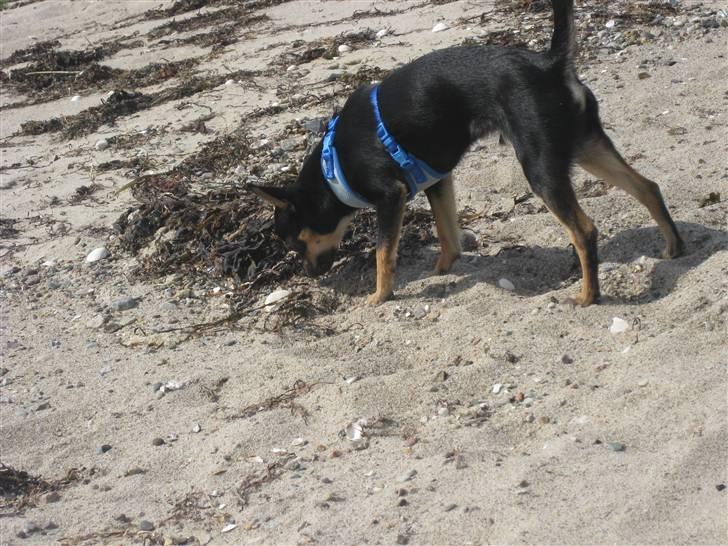 Chihuahua Ami - Det dufter godt :) billede 10