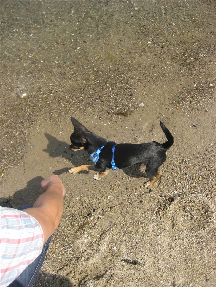 Chihuahua Ami - er det vand ? billede 11