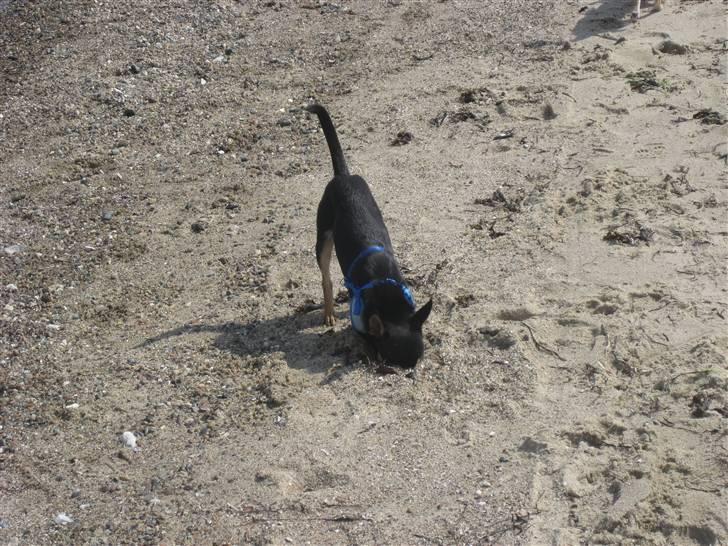 Chihuahua Ami - Kuk kuk ? er der nogen ?  billede 12