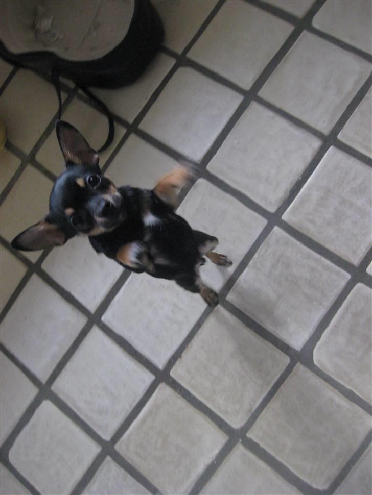 Chihuahua Ami billede 13