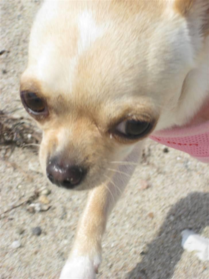 Chihuahua Mille  billede 16