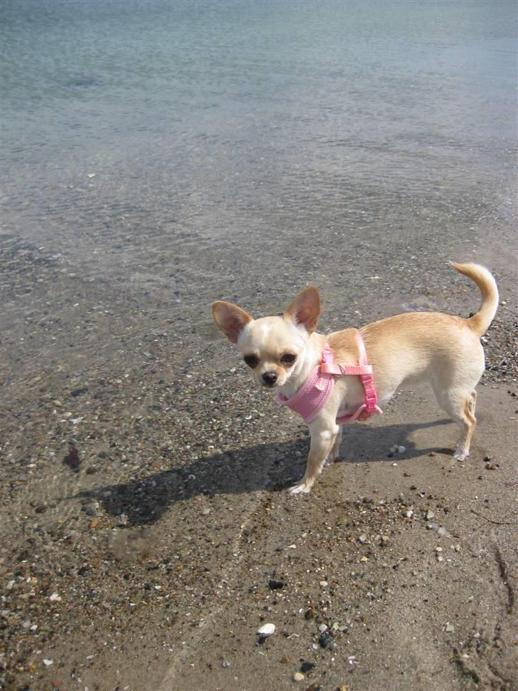 Chihuahua Mille  - Her er jeg ved stranden :) billede 17