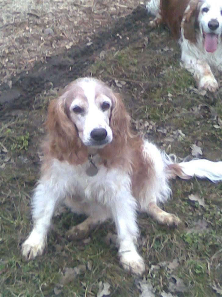Welsh springer spaniel Qitaihe - Øffe billede 1