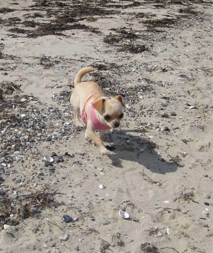 Chihuahua Mille  - Mine øre falder ned når jeg løber stærkt :D billede 18