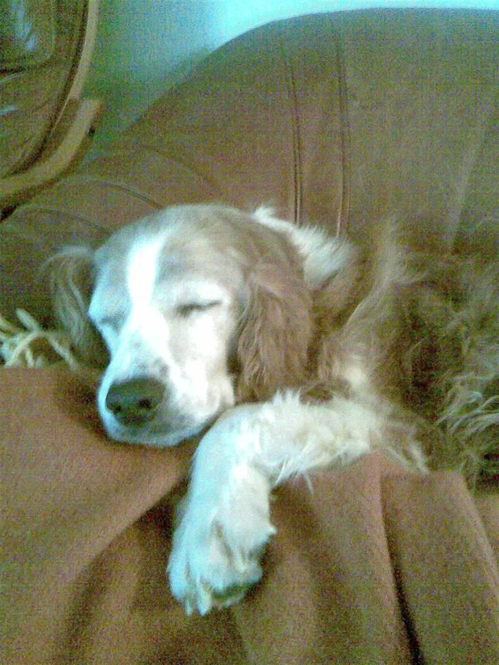 Welsh springer spaniel Qitaihe - Øffe billede 2