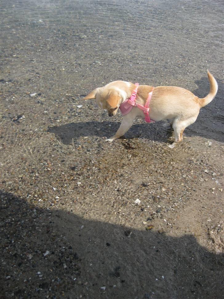 Chihuahua Mille  - AD! det er vådt det der vand.. billede 19