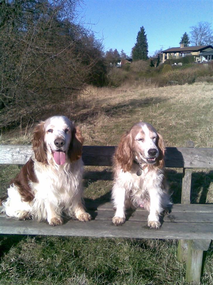 Welsh springer spaniel Qitaihe - Øffe billede 3